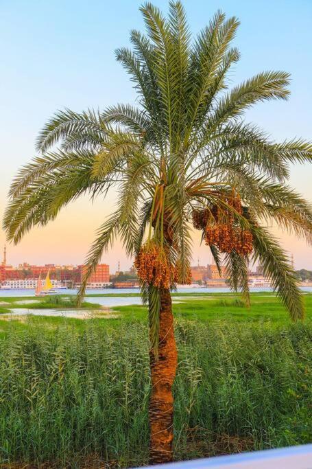 Royal Nile Villa - Nile View Apartment 1 Luksor Dış mekan fotoğraf